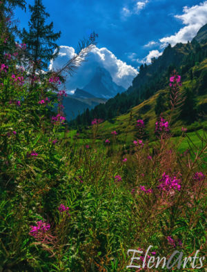 zermatt_landscape_flowers_Lr_better_logo